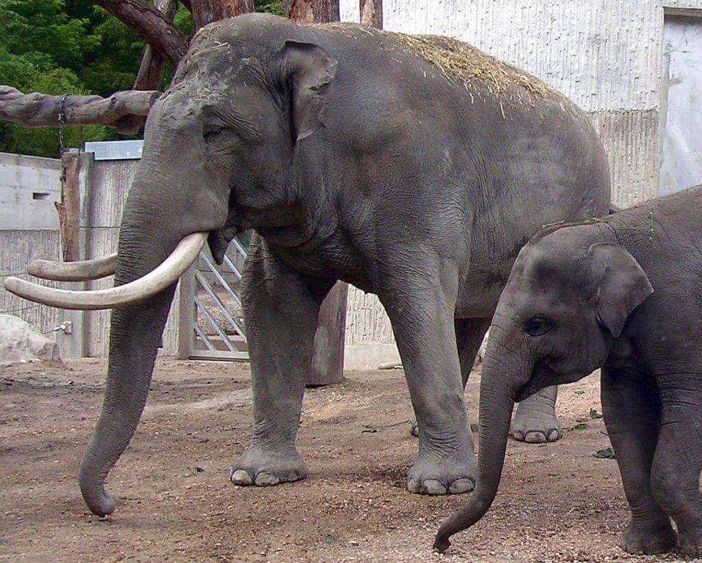 מה ההבדל בין פיל אסיאתי לבין פיל אפריקאי