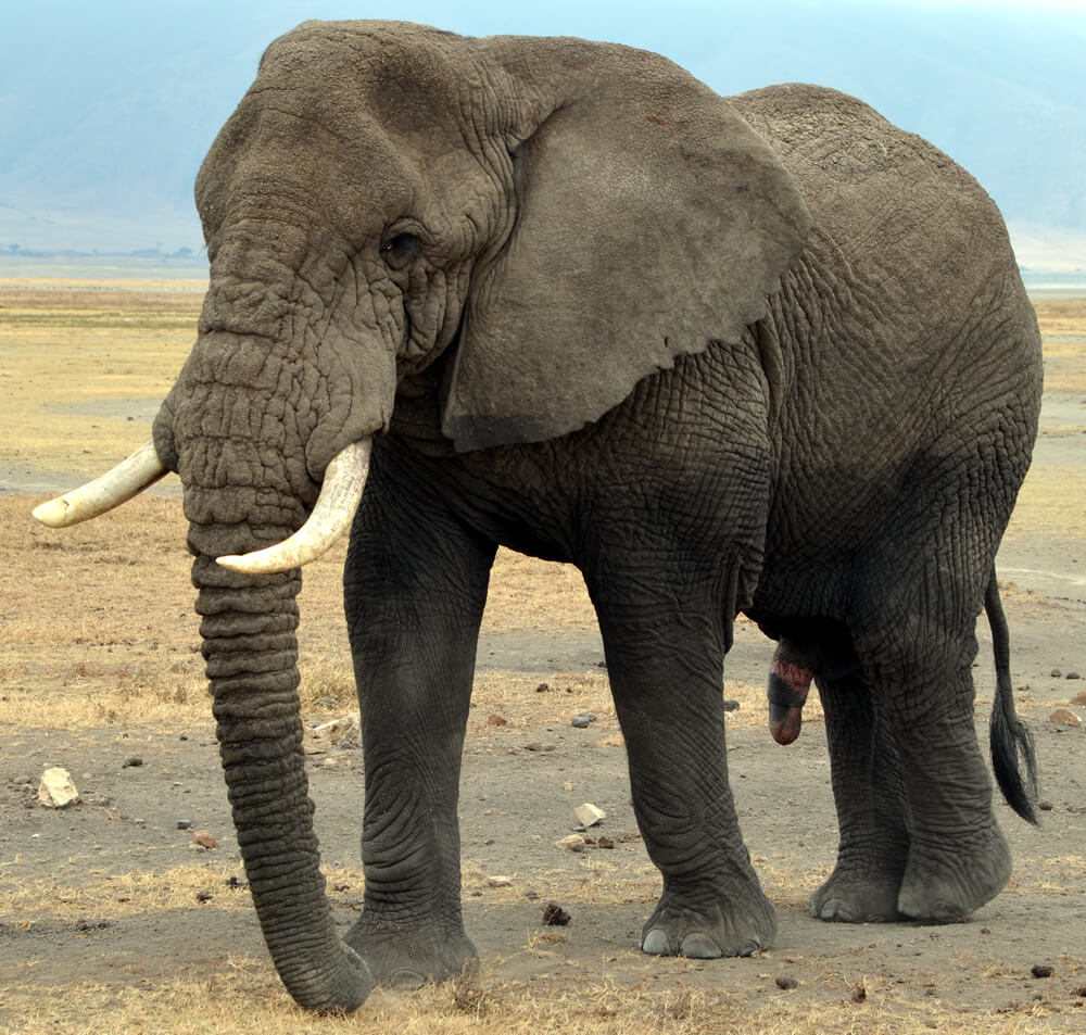 מה ההבדל בין פיל אסיאתי לבין פיל אפריקאי