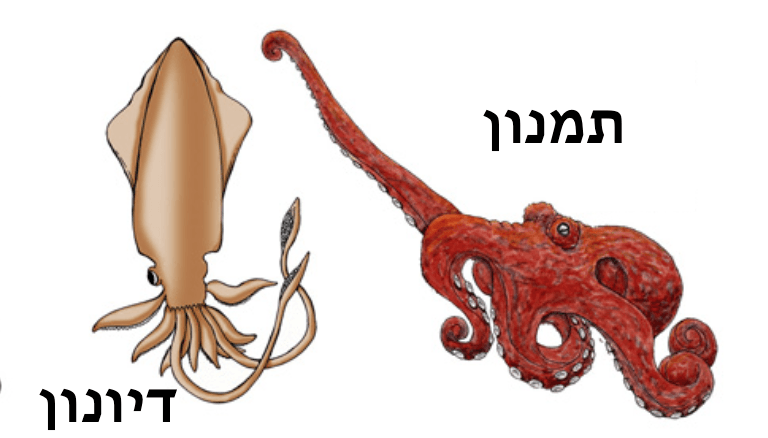 מה ההבדל תמנון דיונון