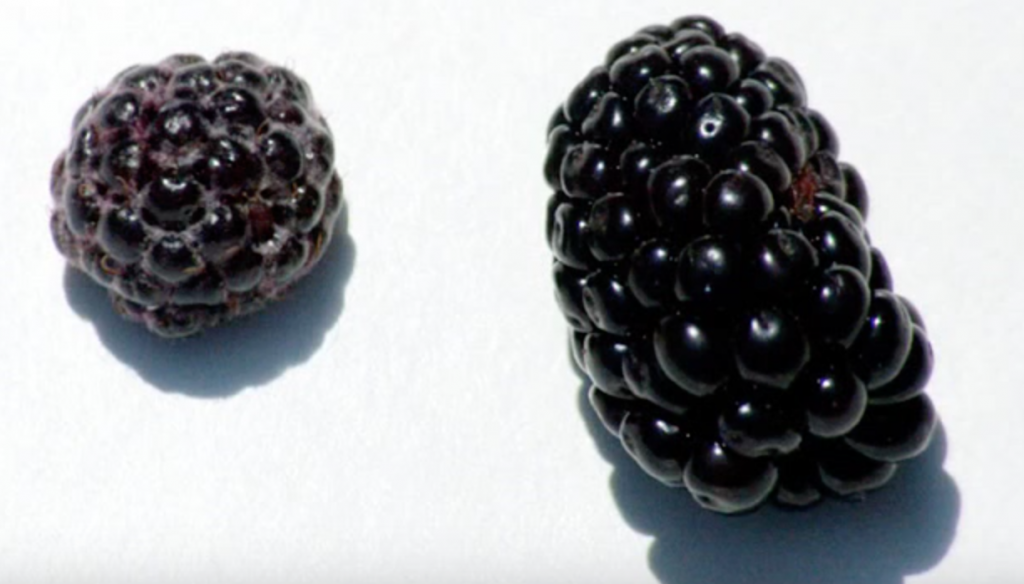 תות עץ - אסנה