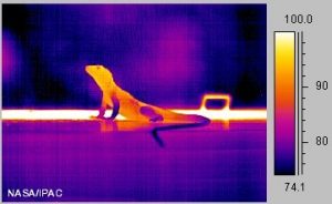 מה ההבדל בין דם חם ולדם קר בבעלי חיים?