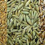 מה ההבדל בין חיטה לשיפון?