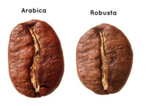 מה ההבדל בין קפה ערביקה לרובוסטה?