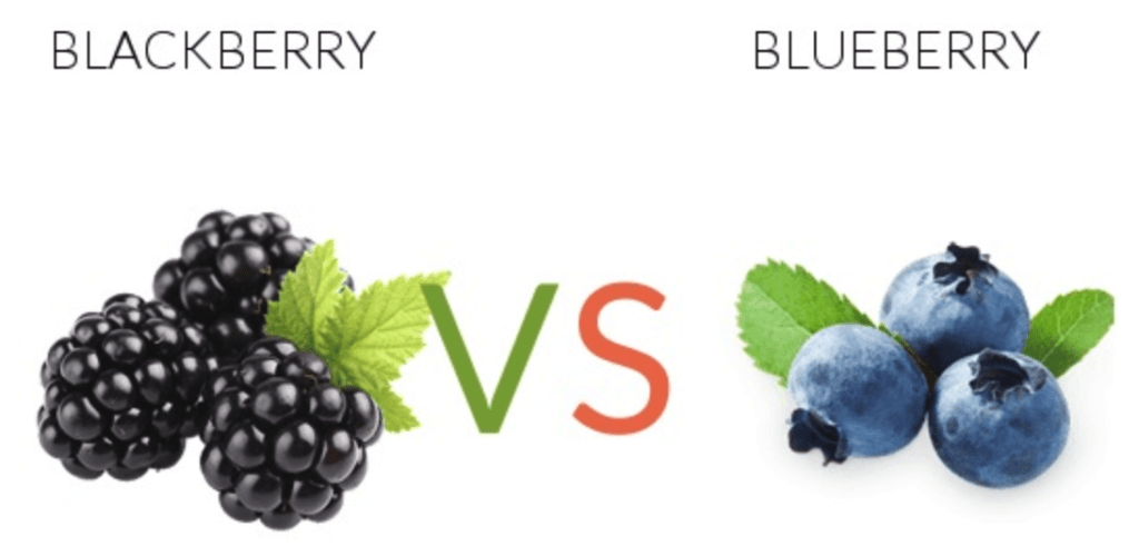 מה ההבדל בין פירות היער: חמוציות, אוכניות, פטל תות ואָסְנָה (עם תמונות)